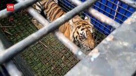 VIDEO: Harimau Penerkam 2 Warga Di Jambi Kurus, Berat 50 KG