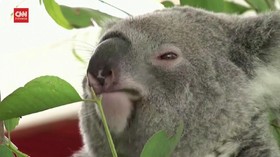 VIDEO: 400 Koala Australia Divaksinasi Klamidia