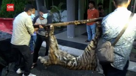 VIDEO: Harimau Betina Mati Terjerat Jebakan Pemburu
