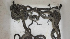 Rumah Warga di AS Jadi Sarang 90 Ular Derik