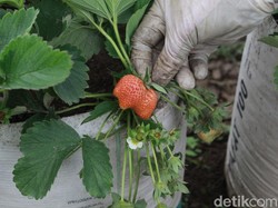 Menilik Nasib Produksi Stroberi Bandung