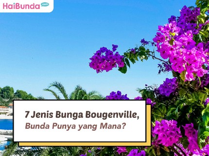 7 Jenis Bunga Bougenville, Bunda Punya yang Mana?
