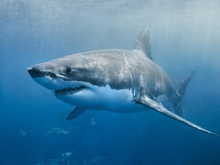 Apa Itu Ikan Megalodon? Jenis Hiu Terbesar di Dunia yang Menarik untuk Pengetahuan Anak