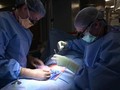 VIDEO: AS Sukses Transplantasi Ginjal Babi ke Manusia