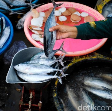 Daftar 15 Jenis Ikan Berbahaya yang Mengandung Merkuri Tinggi