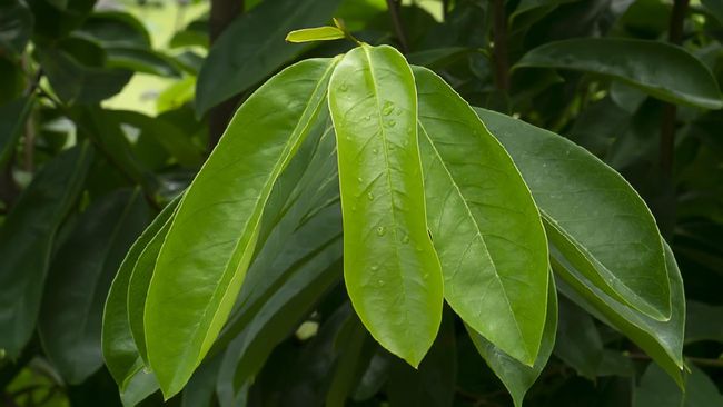 Daun keladi tikus dan daun sirsak ternyata punya banyak manfaat kesehatan termasuk meredakan batuk, obat nyeri, sampai antivirus untuk menghambat SARS-CoV-2.