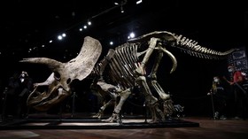 FOTO: Fosil Triceratops Terbesar di Dunia Laku Rp109 Miliar