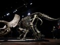 FOTO: Fosil Triceratops Terbesar di Dunia Laku Rp109 Miliar