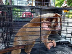 Perdagangan Kukang Jawa-Buaya Secara Online Dibongkar Polisi