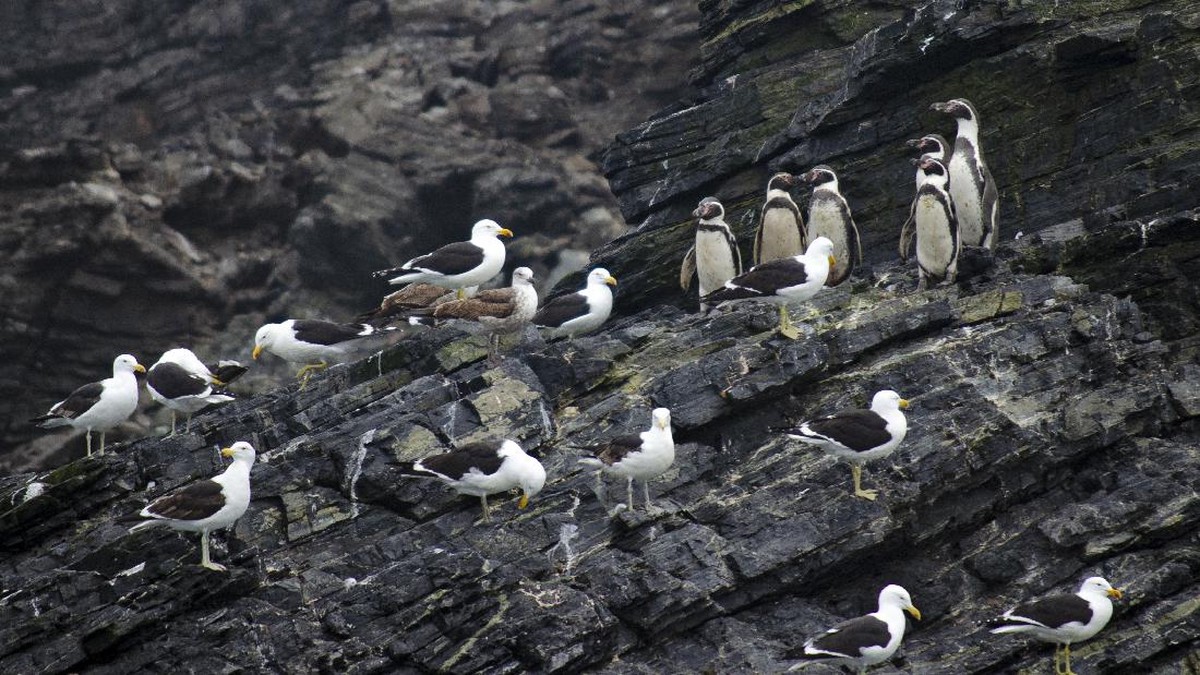 FOTO: Hewan-hewan Kepulauan Humboldt Chile Terancam Proyek Tambang