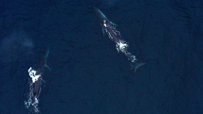 FOTO: Hewan-hewan Kepulauan Humboldt Chile Terancam Proyek Tambang