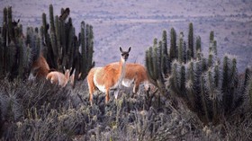 FOTO: Hewan-hewan Kepulauan Humboldt Chile Terancam Proyek Tambang