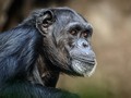Simpanse Savana Disebut 'Role Model' Teori Evolusi Manusia