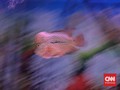 FOTO: Menikmati Indah dan Kilau Ikan Louhan