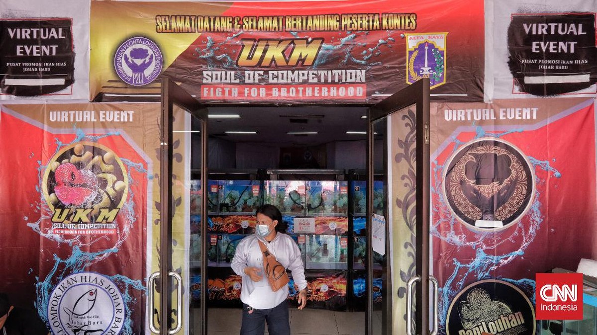 FOTO: Menikmati Indah dan Kilau Ikan Louhan