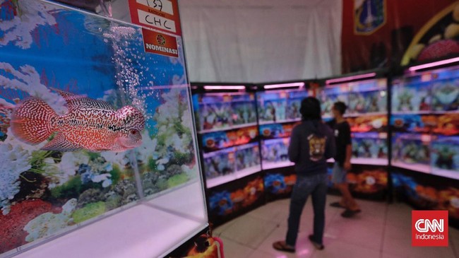 FOTO: Menikmati Indah dan Kilau Ikan Louhan