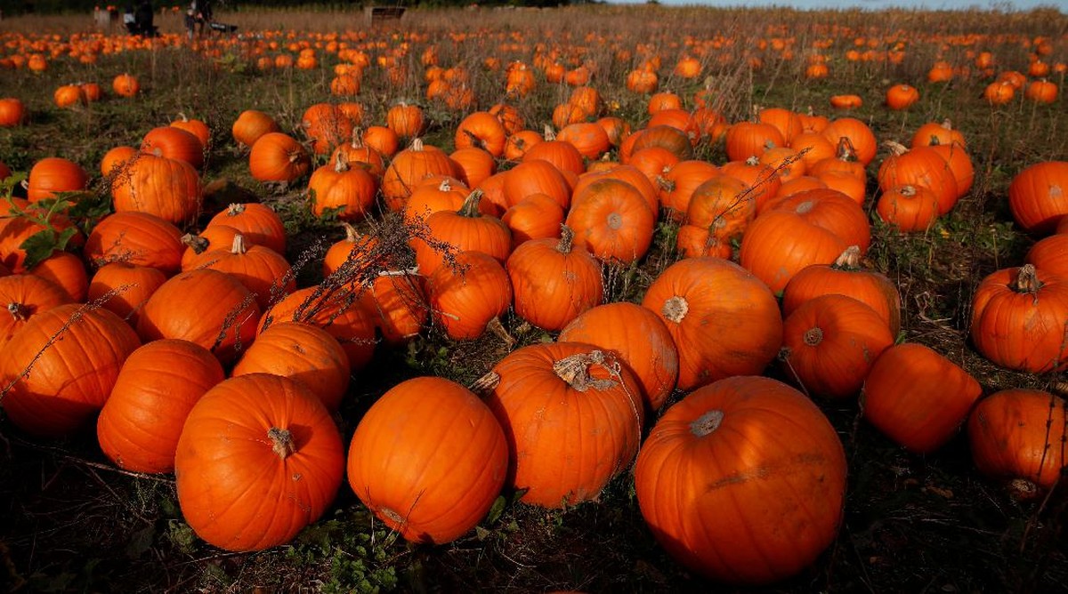 FOTO: Keseruan Panen Labu di Inggris Jelang Halloween