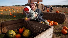 FOTO: Keseruan Panen Labu di Inggris Jelang Halloween