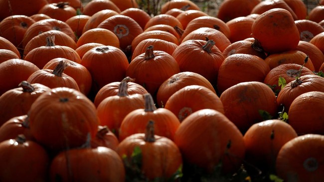 FOTO: Keseruan Panen Labu di Inggris Jelang Halloween
