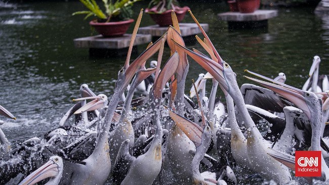 FOTO: Taman Margasatwa Ragunan Kembali di Buka