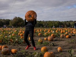 Halloween, Labu Hiasan Jadi Incaran Maling di AS