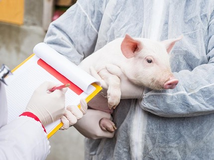 5 Fakta tentang Transplantasi Ginjal Babi ke Manusia yang Ditentang karena Berbahaya