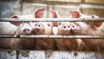 DITENTANG KARENA DIANGGAP BERBEHAYA DAN TIDAK ETIS