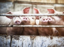 7 Cara Cek Makanan Mengandung Babi atau Tidak, Ini yang Harus Diketahui!
