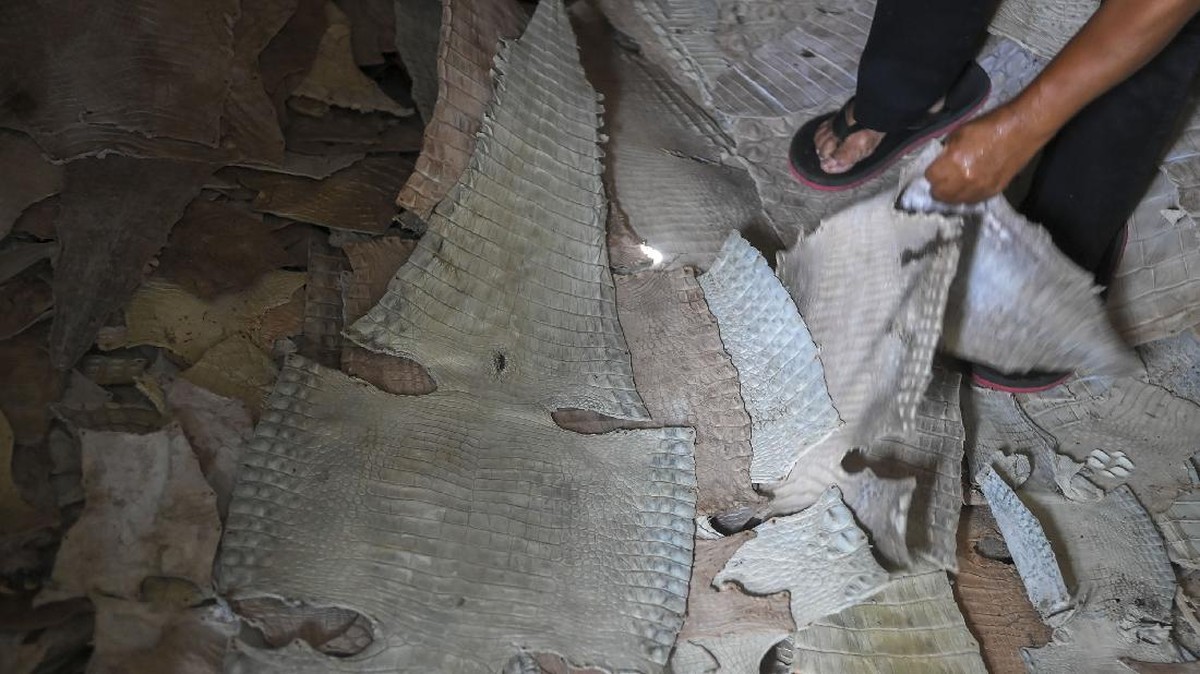 FOTO: Kerajinan Kulit Buaya di Merauke
