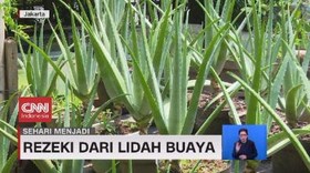 VIDEO: Sehari Menjadi Pembudidaya Lidah Buaya