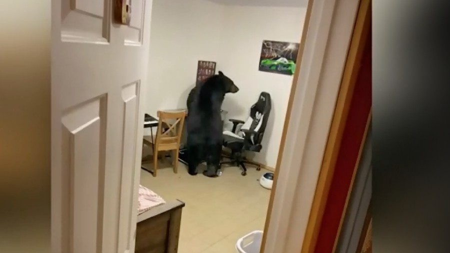 Beruang tertangkap kamera masuk ke dalam rumah&period;