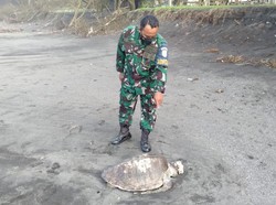 Penyu Berbobot Lebih dari 30 Kg Ditemukan Mati di Pantai Bantul