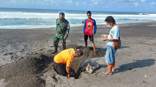 Dua ekor penyu ditemukan mati di pinggir pantai Yogyakarta. Satu di antaranya terdapat sejumlah luka di badan.