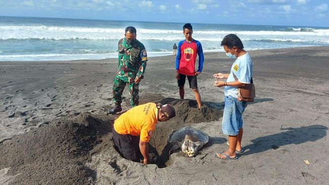 Penyu Mati Misterius Ditemukan Dua Hari Berturut di Yogya Dua ekor penyu ditemukan mati di pinggir pantai Yogyakarta. Satu di antaranya terdapat sejumlah luka di badan.