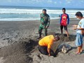 Penyu Mati Misterius Ditemukan Dua Hari Berturut di Yogya
