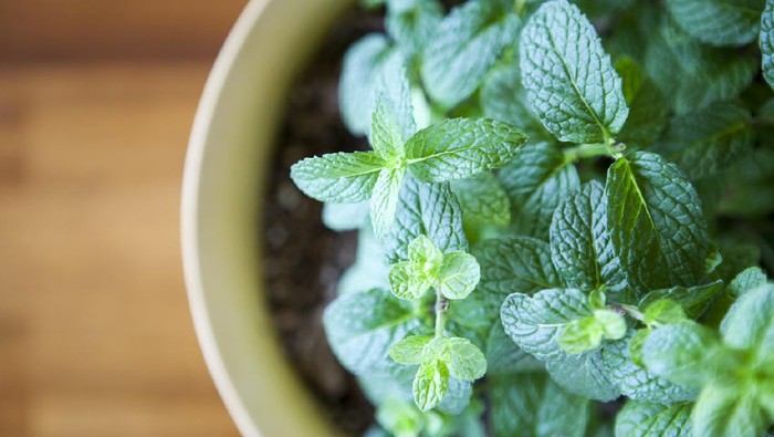 A stock photo of a healthy green mint plant growing in a small planter.