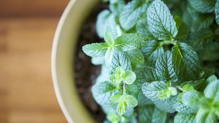 Ilustrasi Cara Memperbanyak Daun Mint A stock photo of a healthy green mint plant growing in a small planter.