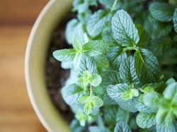 14 Khasiar Daun Mint, Ini Kandungannya!
