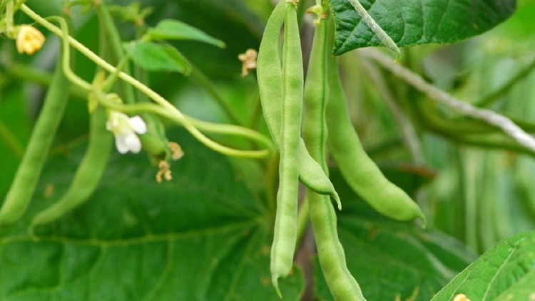 Climbing beans are growing.