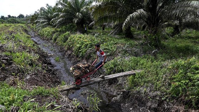Kepala BPN Langkat Diperiksa di Kasus Mafia Tanah Suaka Margasatwa Kepala BPN Langkat diperiksa Kejati Sumut terkait kasus dugaan korupsi dan mafia tanah di suaka margasatwa di Karang Gading.