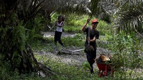 NU Minta Pemerintah Perpanjang Moratorium Sawit 10 Tahun Lagi