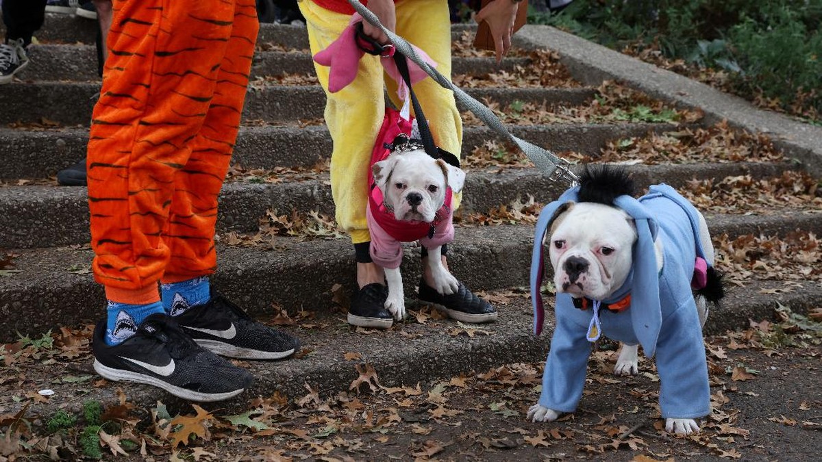 FOTO: Parade Anjing Berebut Gelar Kostum Halloween Terbaik