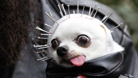 FOTO: Parade Anjing Berebut Gelar Kostum Halloween Terbaik