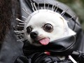 FOTO: Parade Anjing Berebut Gelar Kostum Halloween Terbaik