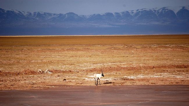 China baru saja membuat Sistem Taman Nasional pertamanya, yang fokus pada pelestarian hewan asli negara itu, termasuk panda.
