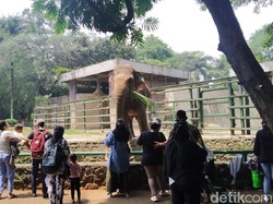 Gaji Karyawan dan Satwa Ragunan Aman saat Pandemi Berkat Pemprov DKI