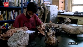 VIDEO: Penemuan Fosil Dinosaurus Leher Panjang