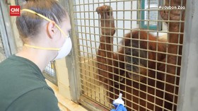 VIDEO: Bayi Orang Utan Sumatera Kembar Segera Lahir di AS