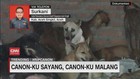VIDEO: Canon-Ku Sayang, Canon-Ku Malang