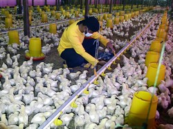 Di Pongkor Ada Peternakan Ayam Ramah Lingkungan, Seperti Apa Tuh?